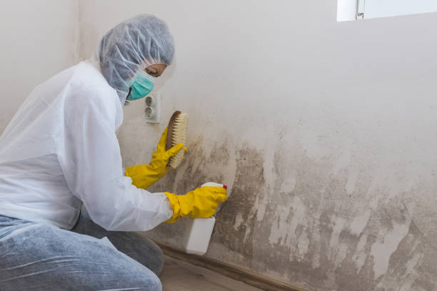 Best Bathroom Mold Remediation in Riva, MD