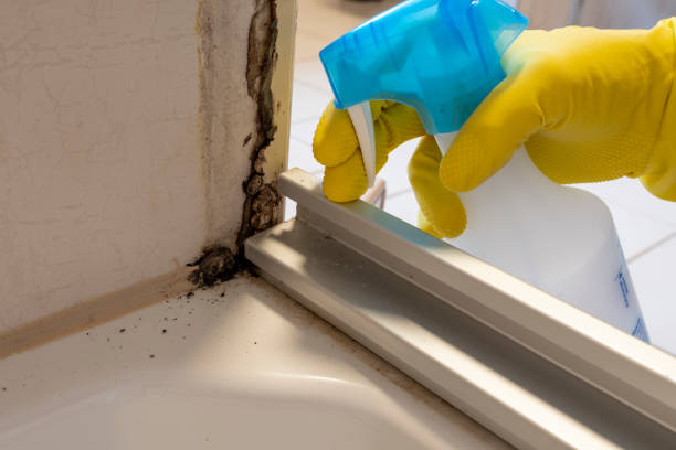 Best Attic Mold Remediation in Riva, MD