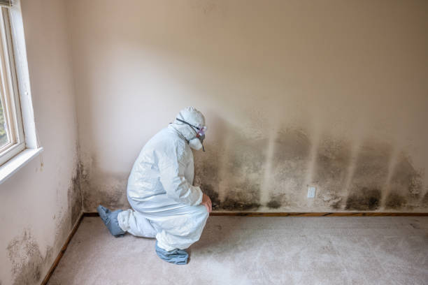 Best Emergency Mold Remediation in Riva, MD