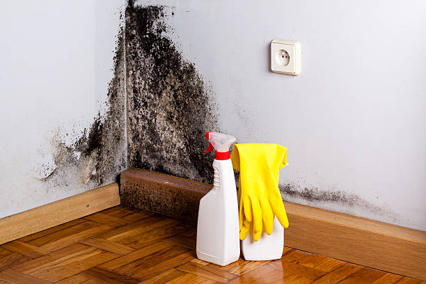 Best Black Mold Remediation in Riva, MD